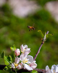 bee on a flower