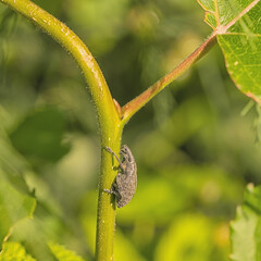 Macro of a vine weevil sitting on a plant stem