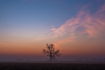 Naklejka na ściany i meble Lone bare tree silhouette on a clear foggy morning at dawn
