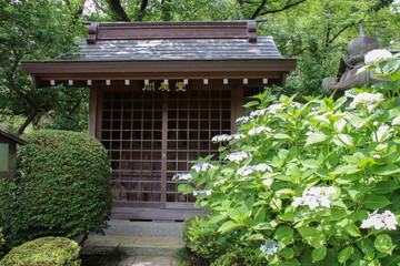 寺の境内に咲く紫陽花。川崎市の妙楽寺の紫陽花。閻魔堂前のアジサイ。