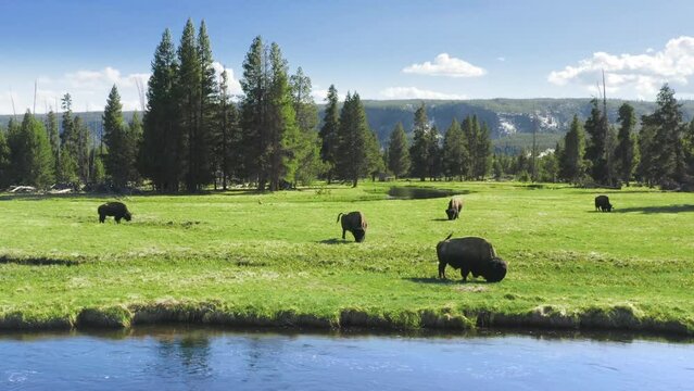 Cinematic aerial bird eye view of bisons in wilderness nature American Buffalo Herd on pasture, feeding on grassland in scenic green forest meadow, Yellowstone National Park, Wyoming, USA 4K footage