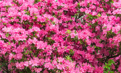 Pink rhododendron blooming in garden