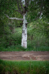 paisaje de primavera con el campo y flores en la Espa&ntilde;a central en primavera	