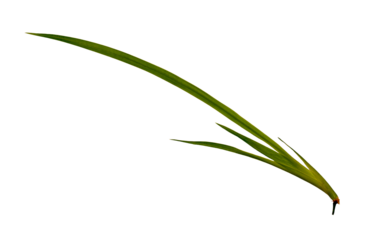 Young saplings of irish flowers, yellow flower type