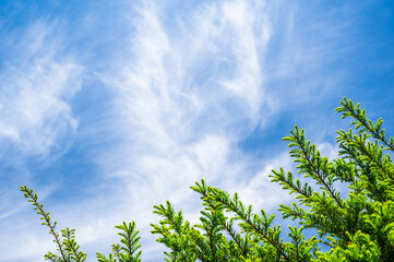 Obraz premium 新緑のコニファーと空