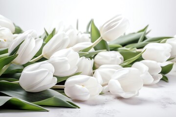 Fototapeta na wymiar white tulips on white background with free space