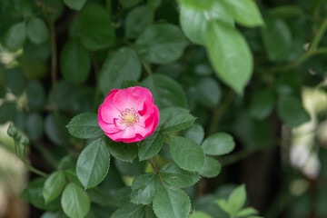 An ivy rose found on the side of the road. pink angela rose
