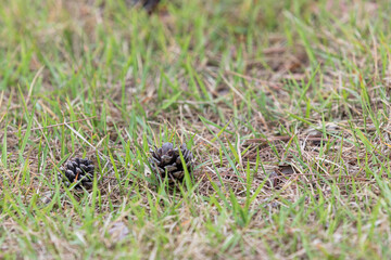 pine cones on the ground	