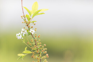Meadowsweet flowers with only a few flowers left. bridal wreath
