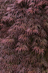 Close-up of a maple leaf. red emperor maple