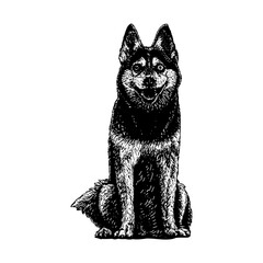 Alaskan Klee Kai hand drawing vector isolated on background.