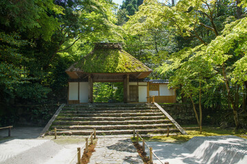 新緑の法然院