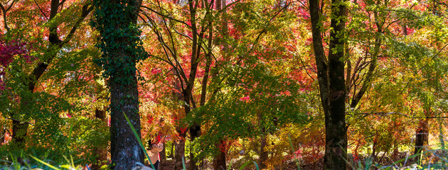 紅葉に色づく大自然の森(紅葉に包まれる庭園)
Forest of nature colored with autumn...