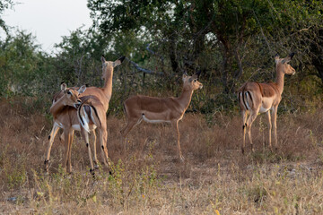 Naklejka na ściany i meble Impala ewes isolated in the African wilderness