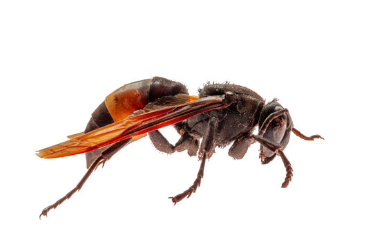 Side view of a brown and yellow house wasp, also known as the yellowjacket, hornet