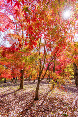 Fototapeta na wymiar 紅葉に色づく大自然の森(紅葉に包まれる庭園) Forest of nature colored with autumn leaves (garden surrounded by autumn leaves) 日本(秋)2022年撮影 Japan (Autumn) Taken in 2022 九州・阿蘇山・阿蘇大観峰から小国町へ行く道で撮影