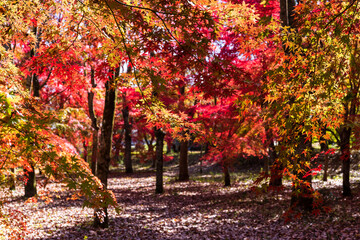 紅葉に色づく大自然の森(紅葉に包まれる庭園)
Forest of nature colored with autumn...
