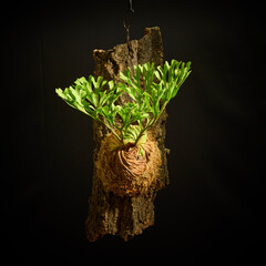 黒バックに映えるビカクシダ・リドレイ　美しい