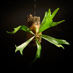 黒バックに映えるビカクシダ・アルシコルネ　美しい　