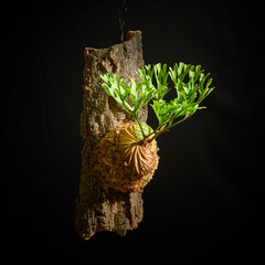 黒バックに映えるビカクシダ・リドレイ　美しい