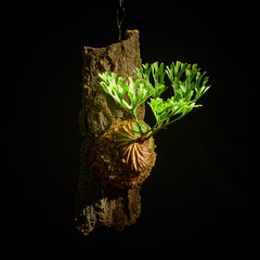 黒バックに映えるビカクシダ・リドレイ　美しい