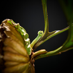 黒バックに映えるビカクシダ・リドレイの成長点　美しい