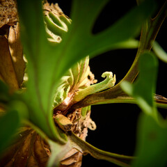 黒バックに映えるビカクシダ・リドレイの成長点　美しい