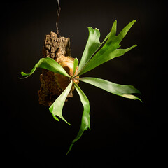 黒バックに映えるビカクシダ・アルシコルネ　美しい　