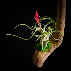 黒バックに映える赤い花のエアプランツ・カプトメデューサエ　美しい