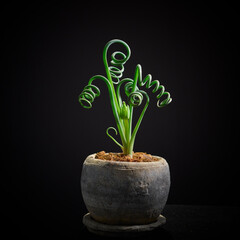 クルクルが黒バックに映えるアルブカ・スピラリス・フリズルシズル　美しい