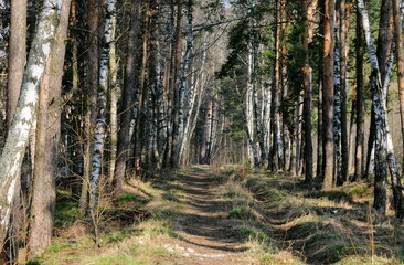Forest path on a sunny April morning. Moscow region Russia