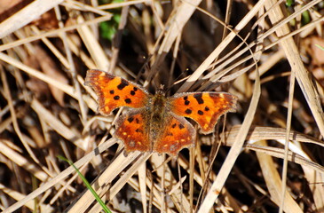 The Comma Butterfly Polygonia c-album sits on dry leaves on a spring morning. Moscow region. Russia