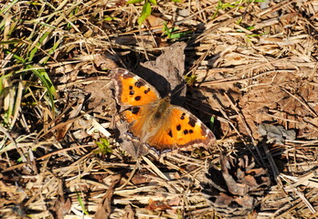 Butterfly urticaria Aglais urticae on dry grass. April.