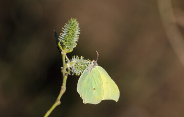 Brimstone butterfly (Gonepteryx rhamni) perched on a fluffy bud on an April morning.