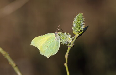 Brimstone butterfly (Gonepteryx rhamni) perched on a fluffy bud on an April morning.
