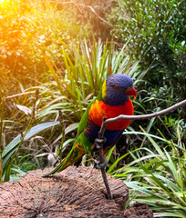 colourful tropical parrot sottong on a wood tree branch . Closeup photo of tropical bird