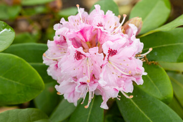 Rhododendron Albert Schweitzer cultivated in a garden in Madrid cultivated in a garden in Madrid
