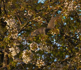 squirrel in the tree minding it's business 
