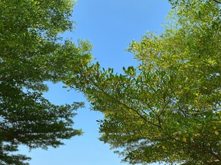 Fototapeta premium trees and sky