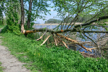 Drzewo ścięte przez bobry leżące na brzegu jeziora z obgryzionymi z kory pniem i gałęziami 