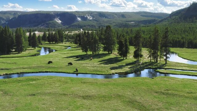 Yellowstone National park, Wyoming USA Helicopter view of wild bisons on fresh green meadow pasture on cinematic sunny summer day. Wildlife 4K aerial footage of green pine forest at blue small river