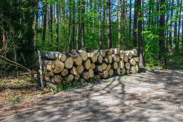 Wycięte drzewo leżące na stosie przy leśnej drodze oczekujące na transport do tartaku, drewno...