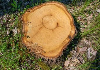 Pień ściętego drzewa pozostawiony po wycince w ziemi z widoczną strukturą słojów przyrostu naturalnego - obrazy, fototapety, plakaty