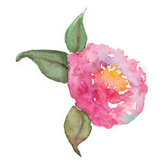 Watercolor hand drawn pink rose peony flower leaf isolated art - 600301410