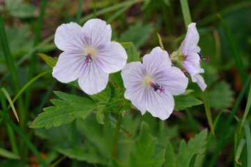 トカチフウロの花（北海道・大雪山）
