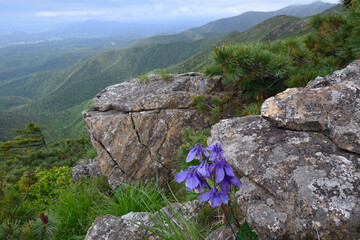 岩場のミヤマオダマキ（北海道・アポイ岳）
