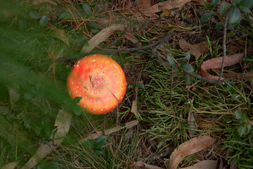 mushrooms growing inside a forest in the mountains of Colombia