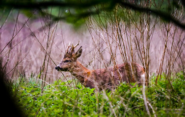 roebuck deer hiding in the woods