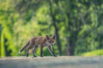 Junge Fuchsfamilie mit Welpen