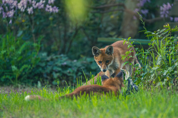 Junge Fuchsfamilie mit Welpen